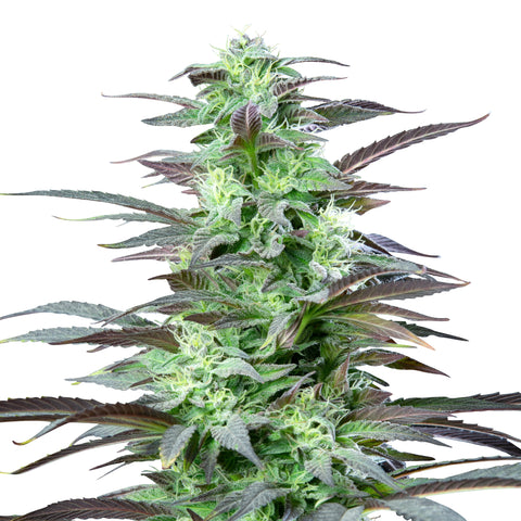 Skunk XL - fem. - 3 Stk. -  Royal Queen Seeds