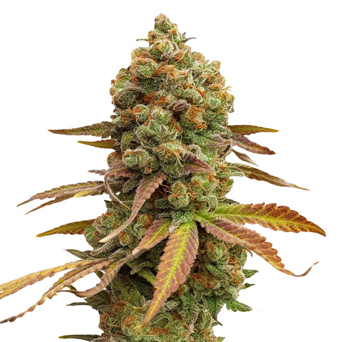 Special Queen # 1 - fem. - 3 Stk. -  Royal Queen Seeds