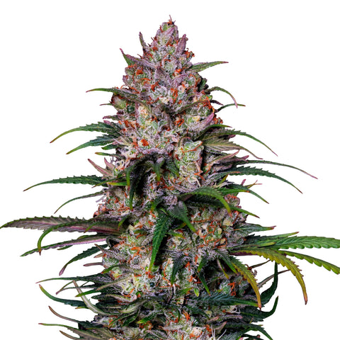 Sweet ZZ - fem. - 3 Stk. -  Royal Queen Seeds