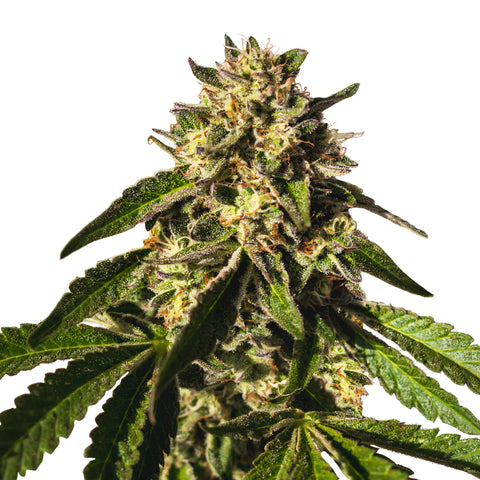 Wedding Gelato - fem. - 3 Stk. -  Royal Queen Seeds