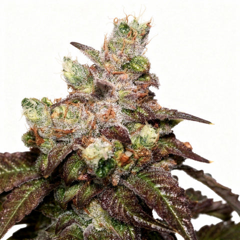 Island Punch - fem - 6 Stk. - The Cali Connection