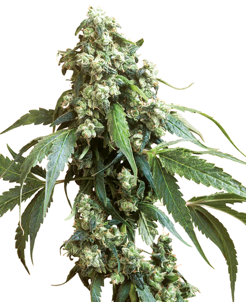 Jack Flash #5 - fem. - 3 Stk. - Sensi Seeds