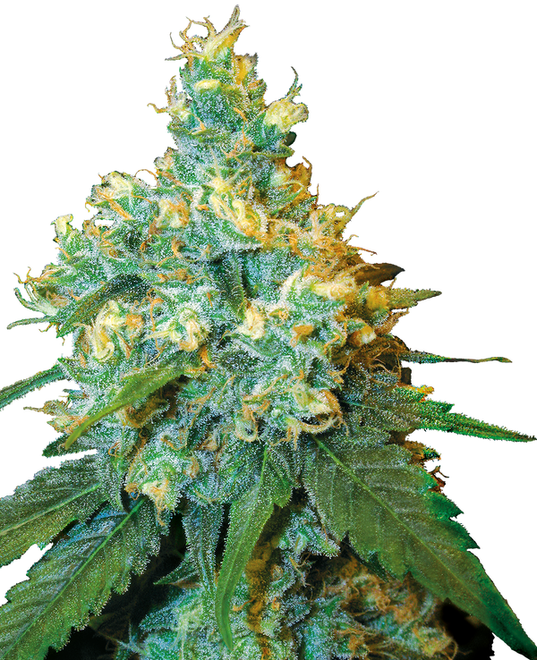 Jack Herer®  - reg. - 10 Stk. - Sensi Seeds
