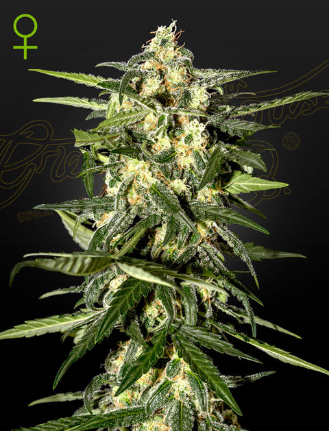 Jack Herer - auto - 3 Stk. -  Green House Seeds