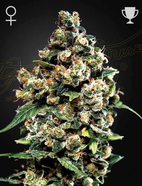 Jack Herer - fem. - 3 Stk. -  Green House Seeds