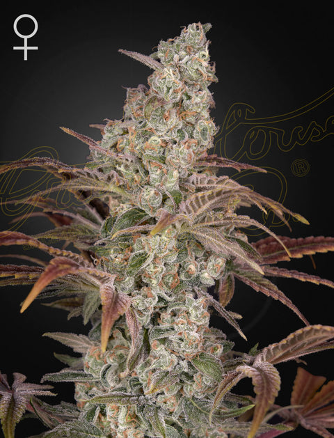 Jack's Dream - fem. - 3 Stk. -  Green House Seeds
