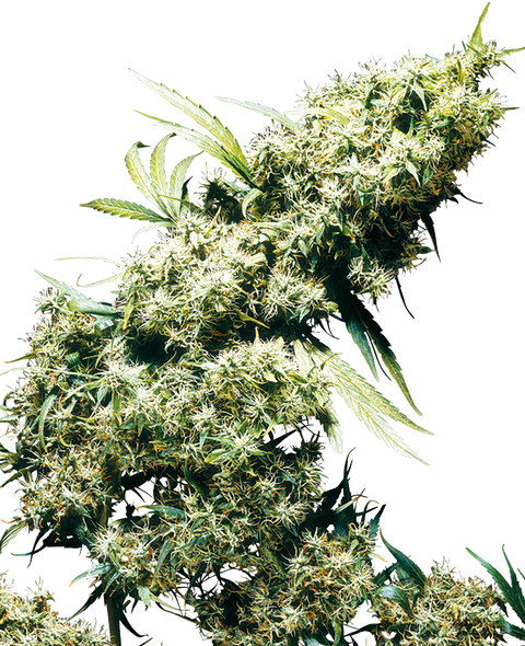Jamaican Pearl®  - fem. - 3 Stk. - Sensi Seeds