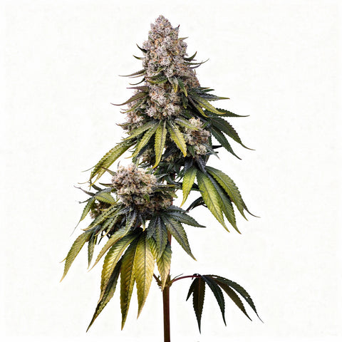 Jealousy Z XL - auto - 3 Stk. - Sweet Seeds