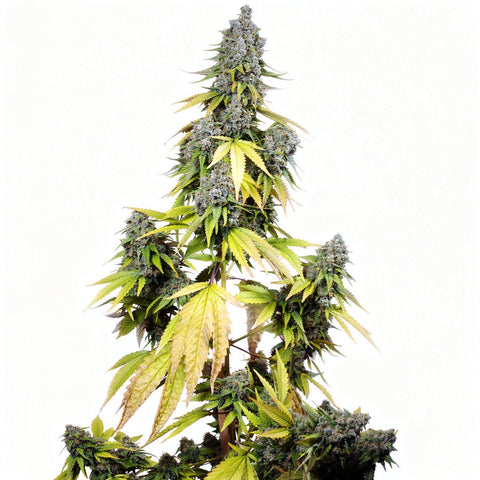 Jet Fuel Mandarine XL - auto - 3 Stk. - Sweet Seeds