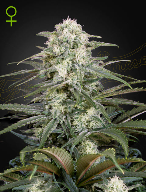 Kalashnikova - auto - 3 Stk. -  Green House Seeds