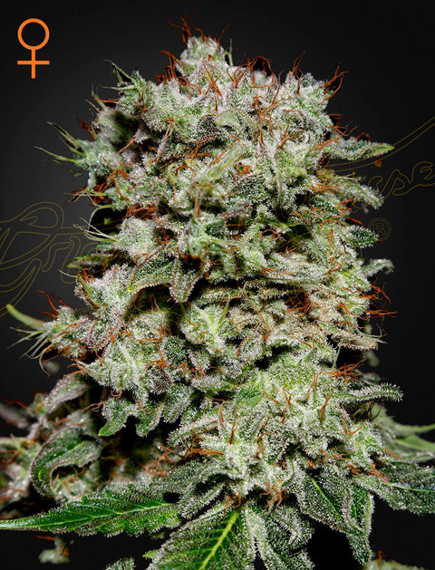 Kalashnikova - fem. - 3 Stk. -  Green House Seeds
