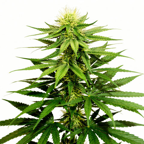 Karel's Cookies - reg - 12 Stk. - Super Sativa Seed Club