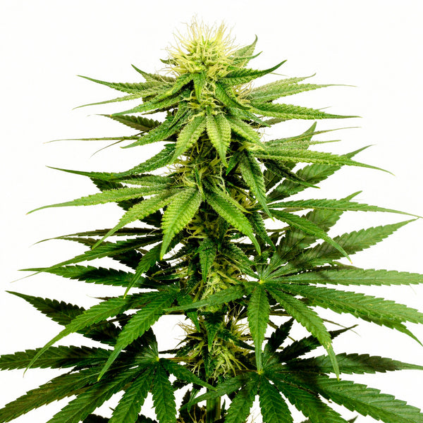 Karel's Cookies - reg - 12 Stk. - Super Sativa Seed Club