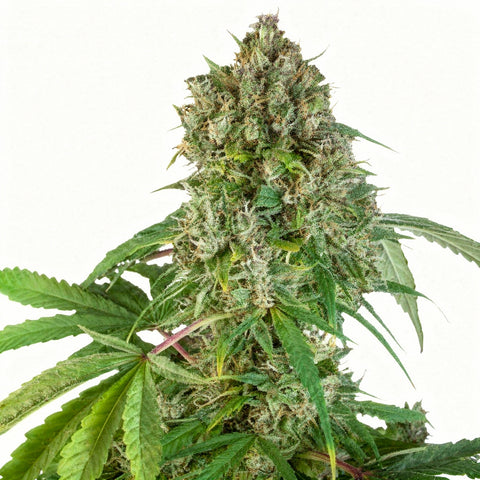 Karel's Herer Haze - reg - 12 Stk. - Super Sativa Seed Club