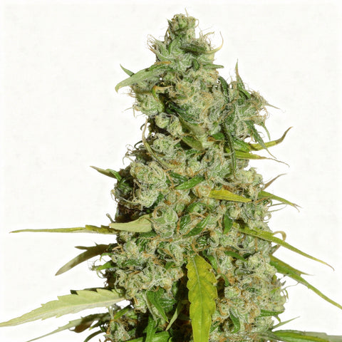Kees' Old School Haze - reg - 12 Stk. - Super Sativa Seed Club