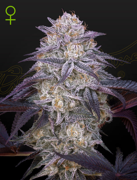 King's Juice - auto - 3 Stk. -  Green House Seeds