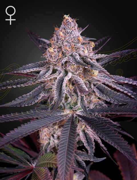 King's Juice - fem. - 3 Stk. -  Green House Seeds