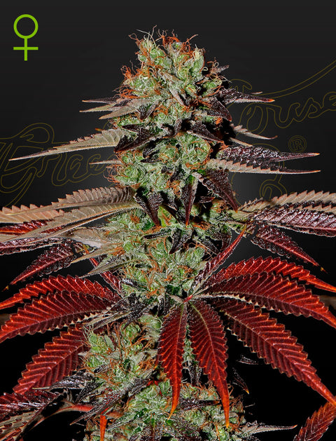 King's Kush - auto - 3 Stk. -  Green House Seeds