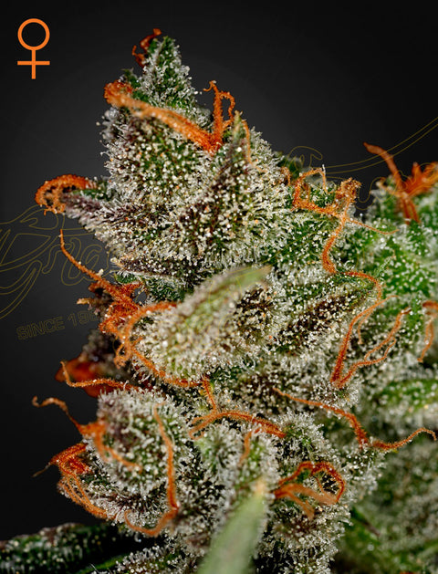 King's Kush - fem. - 3 Stk. -  Green House Seeds