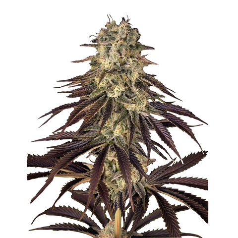 Kong's Krush - fem. - 1 Stk. -  Promo - Green House Seeds