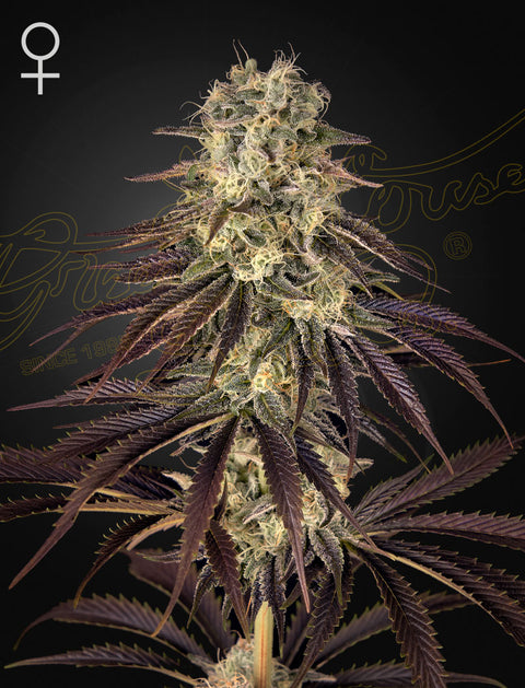 Kong's Krush - fem. - 3 Stk. -  Green House Seeds
