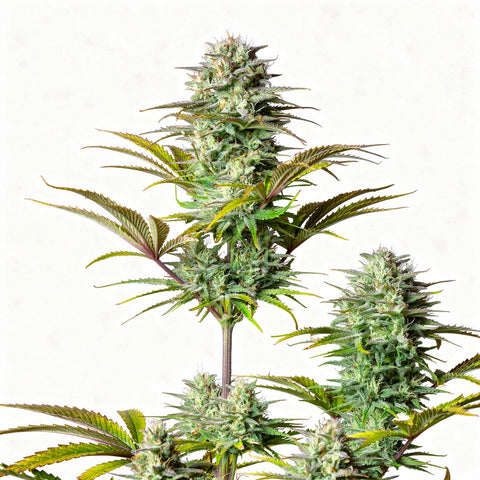Kosher Cake Auto - auto - 3 Stk. - 420 Fast Buds