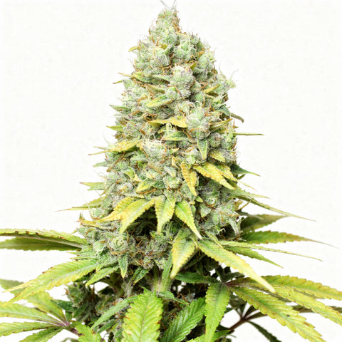 Kosher Haze - reg - 12 Stk. - Super Sativa Seed Club