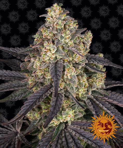 Kush Mintz - fem. - 3 Stk. - Barney's Farm