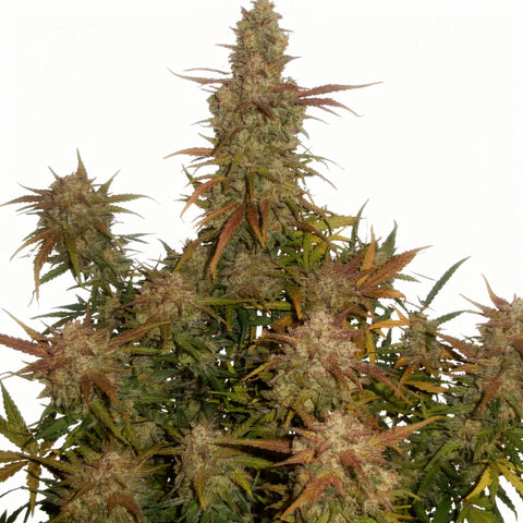 Lemon AK Auto - fem. - 3 Stk. - 420 Fast Buds