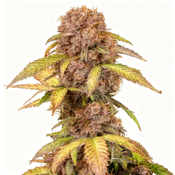 Lemon Cherry Cookies Auto - auto - 3 Stk. - 420 Fast Buds