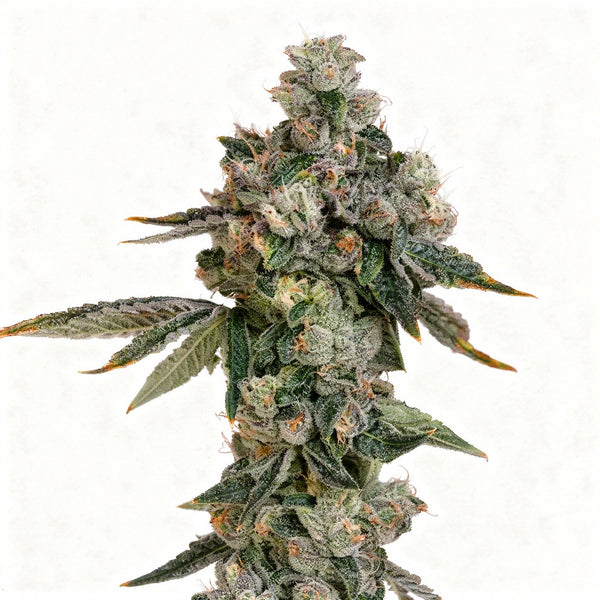 Lemon fever - fem. - 3 Stk. - Wizard Trees