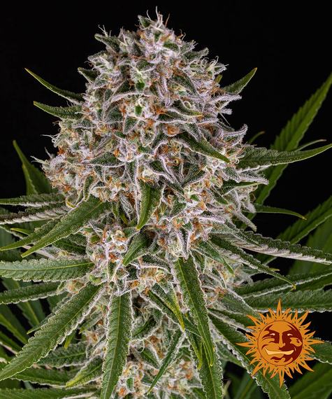 Lemon Haze - auto - 3 Stk. - Barney's Farm