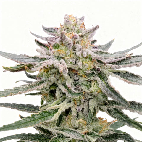 Lemonessence - fem. - 6 Stk. - Doja