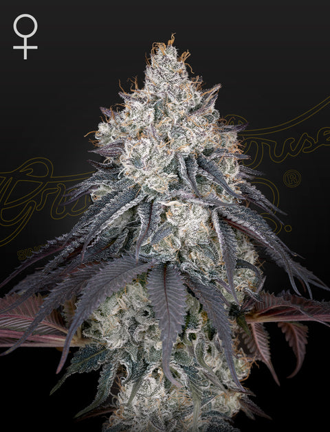 Lemon Orange - fem. - 3 Stk. -  Green House Seeds