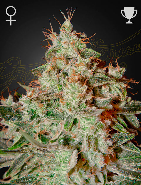 Lemon Skunk - fem. - 3 Stk. -  Green House Seeds