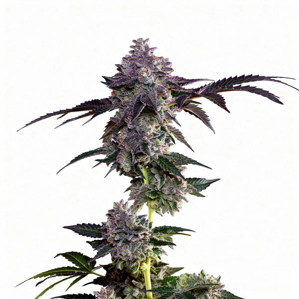 Lime Zerb - fem. - 7 Stk. - Grounded Genetics