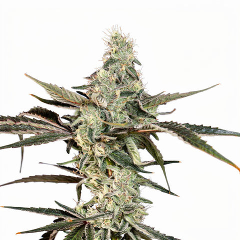 London Fog - fem. - 3 Stk. - Wizard Trees