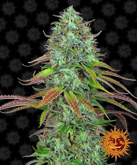 LSD - auto - 3 Stk. - Barney's Farm