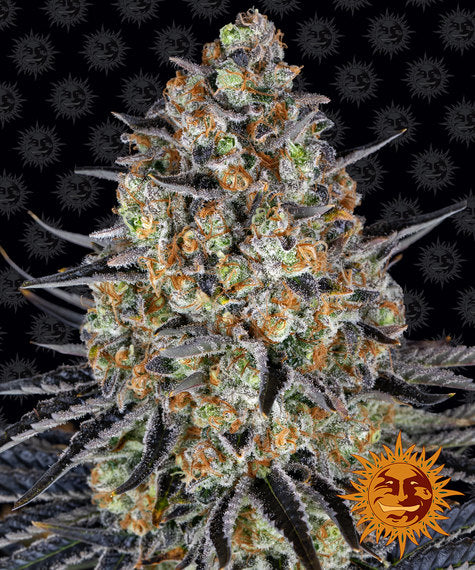 LSD - fem. - 3 Stk. - Barney's Farm