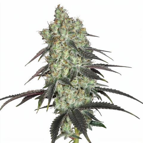 Malibu Cosmic - fem - 5 Stk. - Botafarm