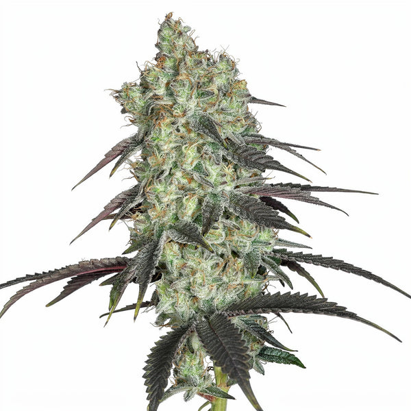 Malibu Cosmic - fem - 5 Stk. - Botafarm