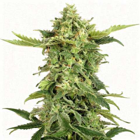 Mango Cream - auto - 3 Stk. - Exotic Seeds