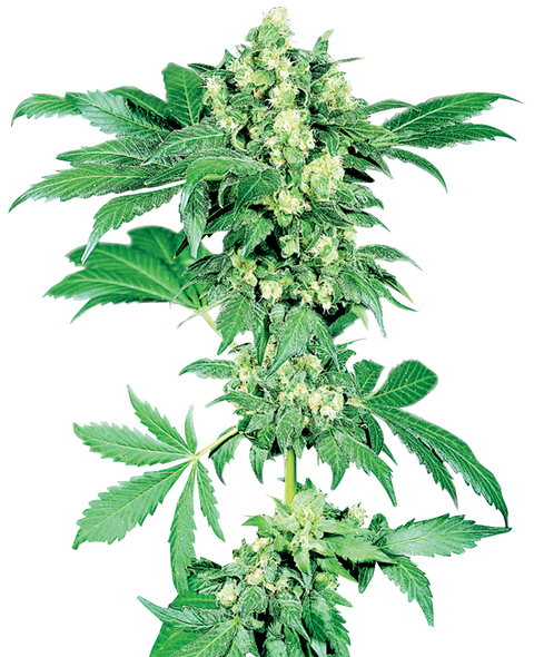 Maple Leaf Indica®  - reg. - 10 Stk. - Sensi Seeds