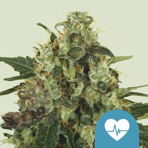 Medical Mass - fem. - 3 Stk. -  Royal Queen Seeds