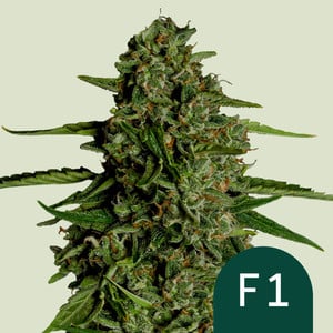 Medusa F1 - auto - 3 Stk. -  Royal Queen Seeds