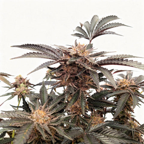 Melon Melange - reg. - 10 Stk. - Doja