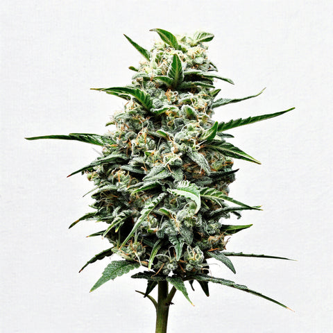 Mexican Candy - fem. - 3 Stk. - SuperStrains