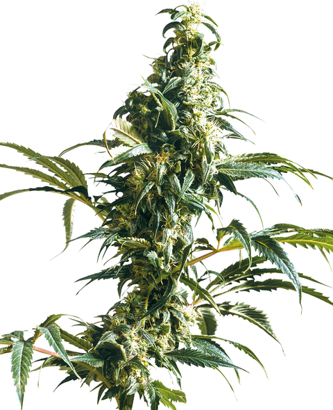 Mexican Sativa® - reg. - 10 Stk. - Sensi Seeds