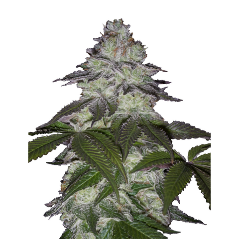 Milky Dreams - fem. - 1 Stk. -  Promo - Green House Seeds