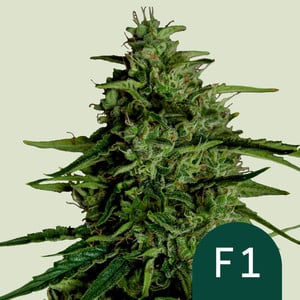 Milky Way F1 - auto - 3 Stk. -  Royal Queen Seeds